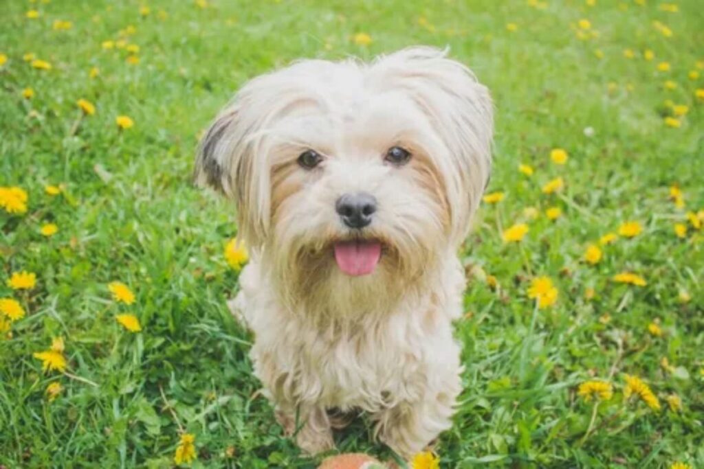 🐾 Cute Boy Dog Names (2025)