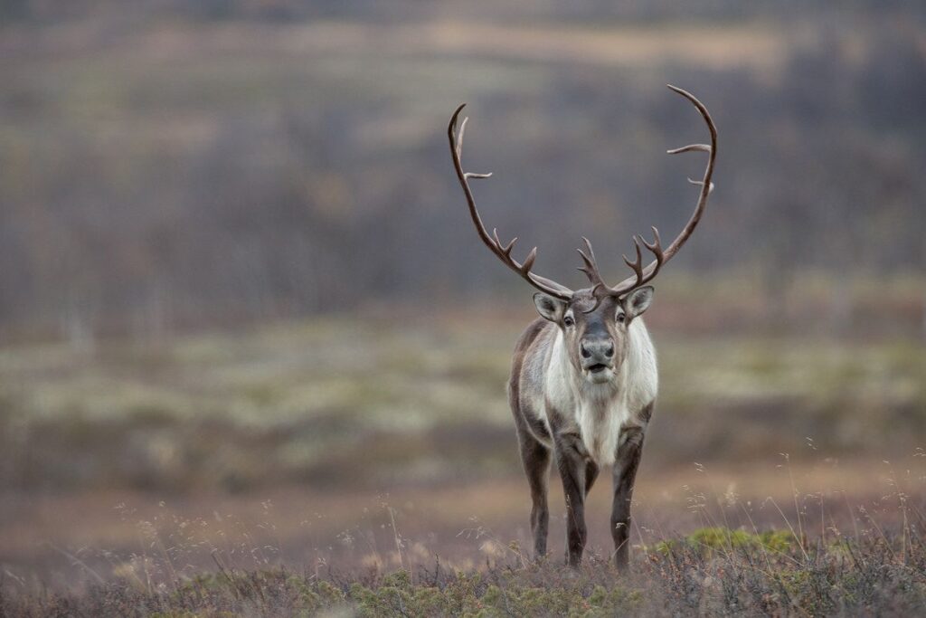 🔥  Reindeer Powerful Names