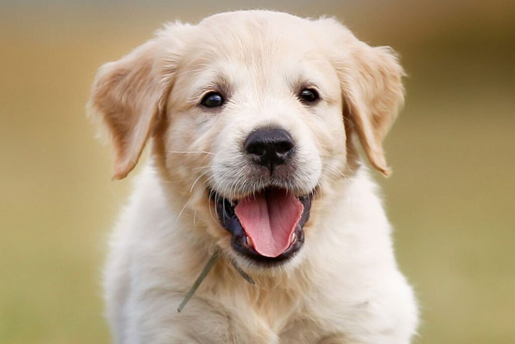 😂 Funny Boy Dog Names (2025)