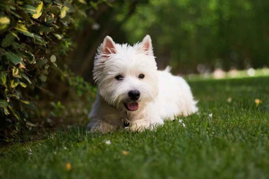 😎 Cool Boy Dog Names