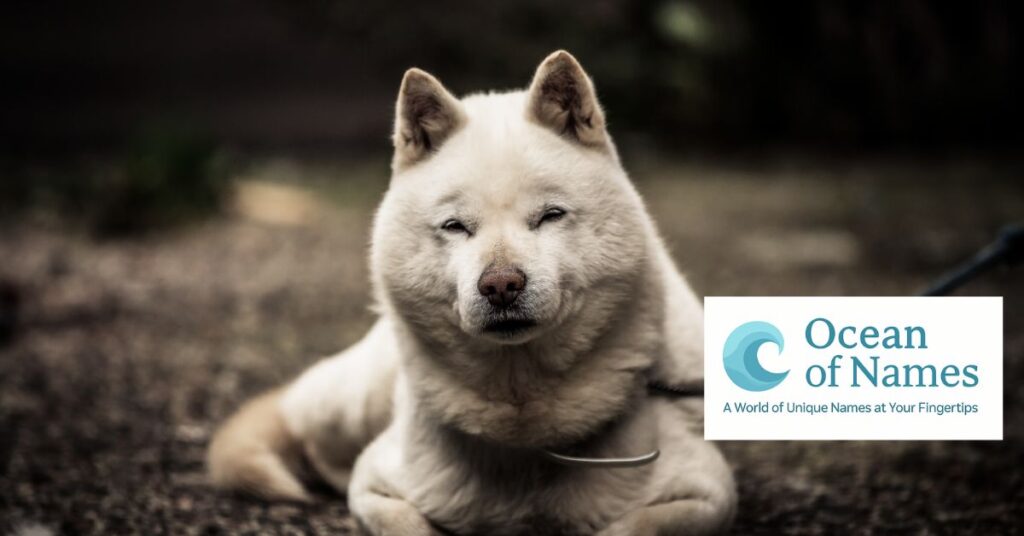 600+ Best Japanese Dog Names with Meanings for 2025